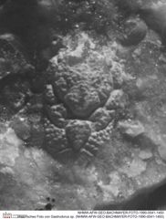 Historisches Foto von Gastrodorus sp. (NHMW-AFW-GEO-BACHMAYER-FOTO-1990-0041-1493)